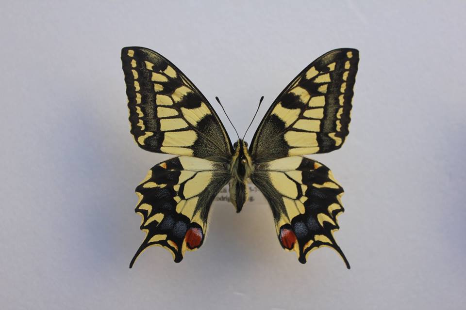Papilio machaon hispanicus (aberration, Eller) (Internet Image property of respective owner, non-commercial use only)